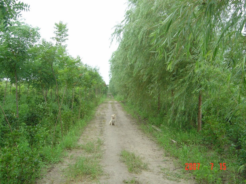 南(nán)通錦繡河山苗木基地近況 （七月）