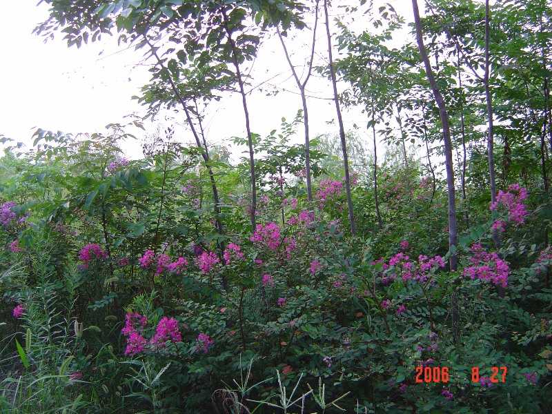 南(nán)通錦繡河山苗木基地近況（ 八月）