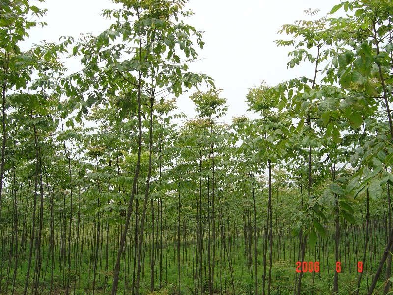 南(nán)通錦繡河山苗木基地近況（六月）