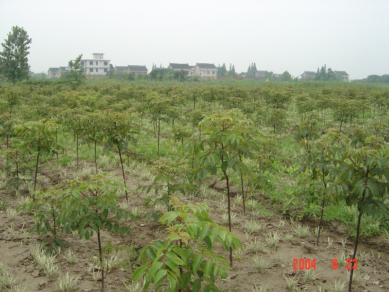 南(nán)通錦繡河山苗木基地近況（六月） 